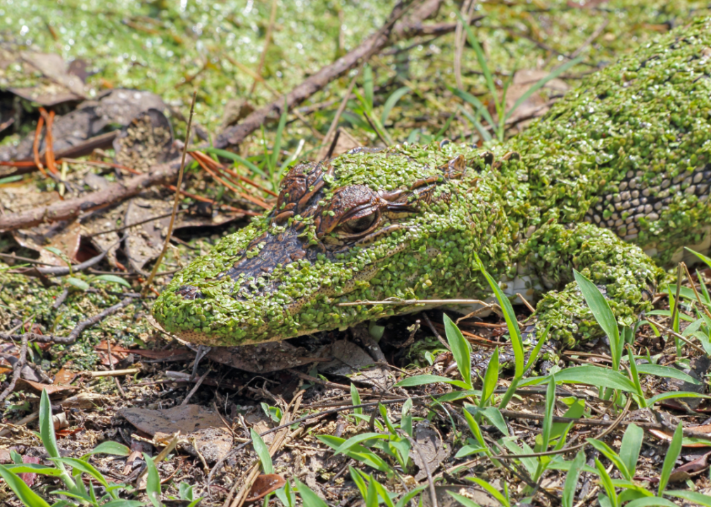#35. South Carolina